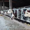 Des formations en médecines naturelles pour bovins © RCF Orne