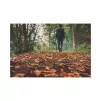 Sol d'automne en forêt.