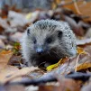Un hérisson, désormais espèce en voie d'extinction - Photo de Piotr Łaskawski sur Unsplash