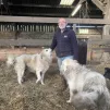 Gilles Morvan, avec Tic et Tac, les deux patous qu'il possède depuis deux ans. (Crédit photo: Océane Théard)