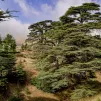 Cèdres du Liban. Image d'illustration Djedj DR.