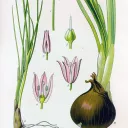 oignon