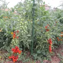 des tomates cerises  bien productives sur sol vivant 