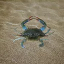 Photo crabe bleu
