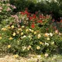 Les rosiers au parc Terra Botanica