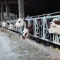 Des formations en médecines naturelles pour bovins © RCF Orne