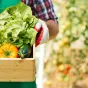 Panier de légumes colorés