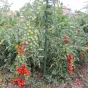 des tomates cerises  bien productives sur sol vivant 