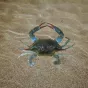 Photo crabe bleu