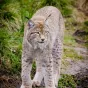 Un lynx boréal