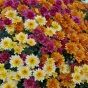 Parterre de chrysanthèmes