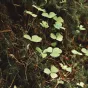 Plantes sauvages Image d'illustration © Freepik