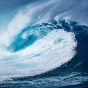 Une seiche 
