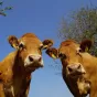 Vache limousine 