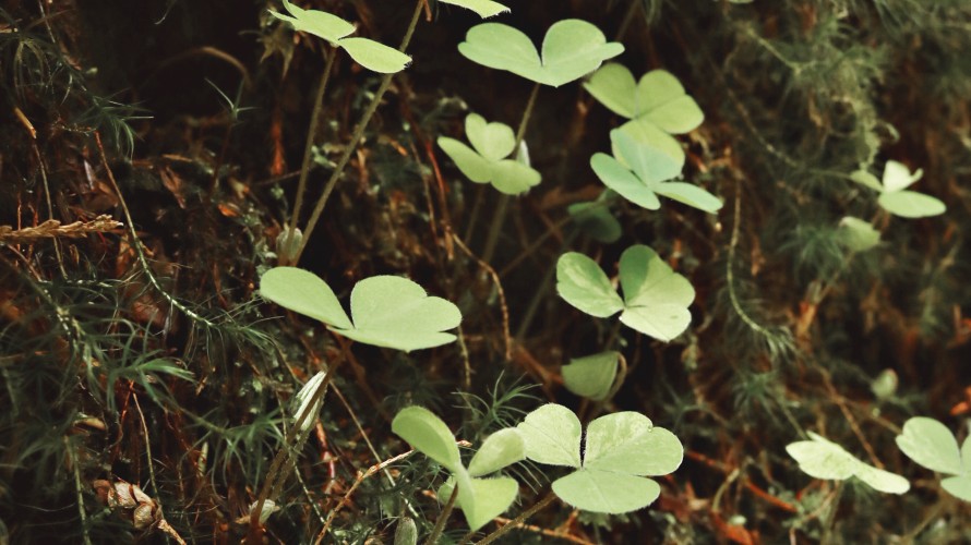 Plantes sauvages Image d'illustration © Freepik